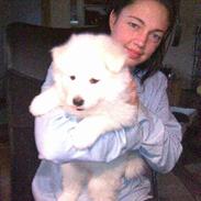 Samojedhund Fnug