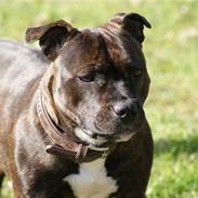 Staffordshire bull terrier ronja