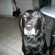 Labrador retriever Chang    (R.I.P)