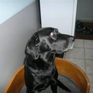 Labrador retriever Chang    (R.I.P)