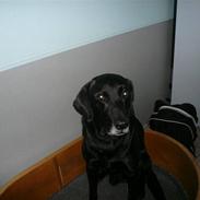 Labrador retriever Chang    (R.I.P)