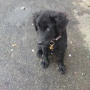 Blanding af racer Diva