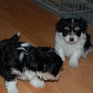 Bichon havanais Zeleco Haus Cosmo(Louis)