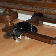 Bichon havanais Zeleco Haus Cosmo(Louis)