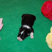 Bichon havanais Zeleco Haus Cosmo(Louis)