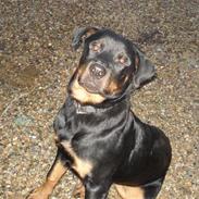 Rottweiler Karlo