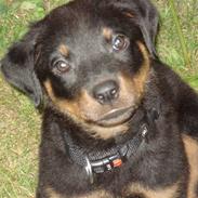 Rottweiler Karlo
