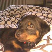 Rottweiler Karlo