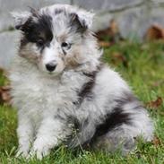 Shetland sheepdog Blue for the right reason