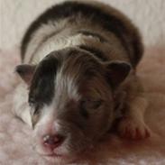 Shetland sheepdog Blue for the right reason