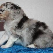 Shetland sheepdog Blue for the right reason