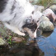 Shetland sheepdog Blue for the right reason