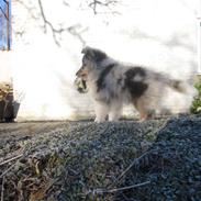 Shetland sheepdog Blue for the right reason