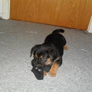 Blanding af racer Vera  (givet væk)