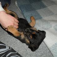 Blanding af racer Vera  (givet væk)