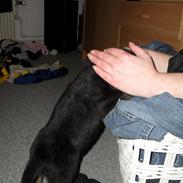 Blanding af racer Vera  (givet væk)