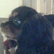 Cavalier king charles spaniel Molly