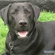 Labrador retriever Basse