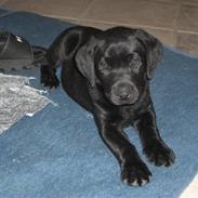 Labrador retriever Basse