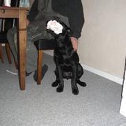 Labrador retriever Basse