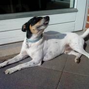 Dansk svensk gaardhund Gaston