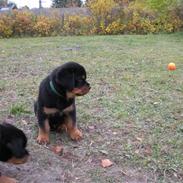 Rottweiler Kean of Nicolas Lion