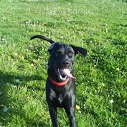 Blanding af racer Joey