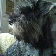 Dvaergschnauzer Muggi