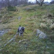 Dvaergschnauzer Muggi