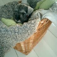 Dvaergschnauzer Muggi