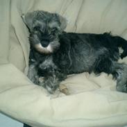 Dvaergschnauzer Muggi