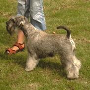 Dvaergschnauzer Muggi
