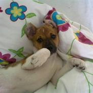 Dansk svensk gaardhund Jack