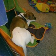 Dansk svensk gaardhund Jack