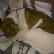 Dansk svensk gaardhund Jack