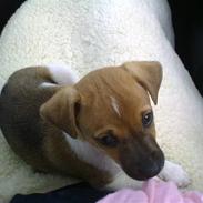 Dansk svensk gaardhund Jack