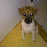 Dansk svensk gaardhund Jack