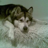 Alaskan malamute Eikie