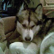 Alaskan malamute Eikie