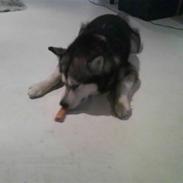 Alaskan malamute Eikie
