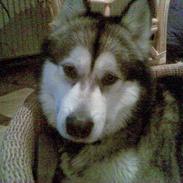 Alaskan malamute Eikie