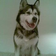 Alaskan malamute Eikie