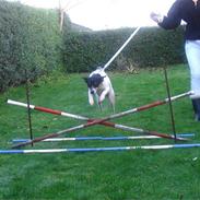 Dansk svensk gaardhund Gaston