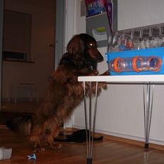 Gravhund Oliver -minprins<3i: