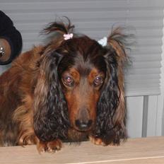 Gravhund Oliver -minprins<3i: