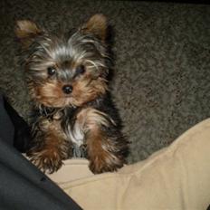 Yorkshire terrier lille per jensen junior.