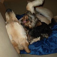 Yorkshire terrier lille per jensen junior.