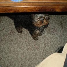 Yorkshire terrier lille per jensen junior.