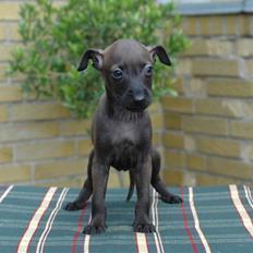 Italiensk mynde Ferrari