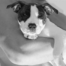 Amerikansk staffordshire terrier DKK For Your Eyes Only 